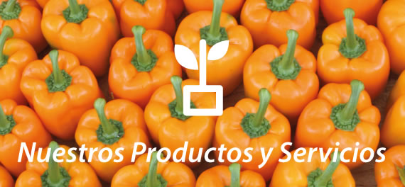 07-productos